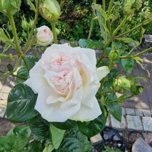 Madame Anisette 60