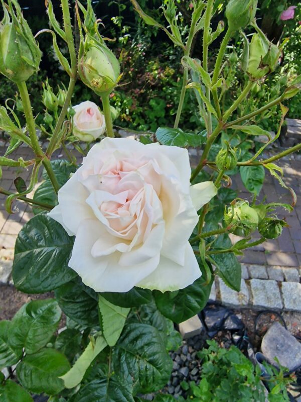 Madame Anisette 60
