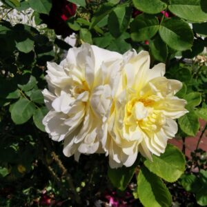 Imogen 64