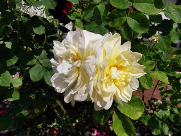 Imogen 64