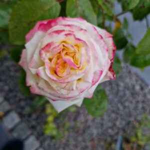 Athena 69