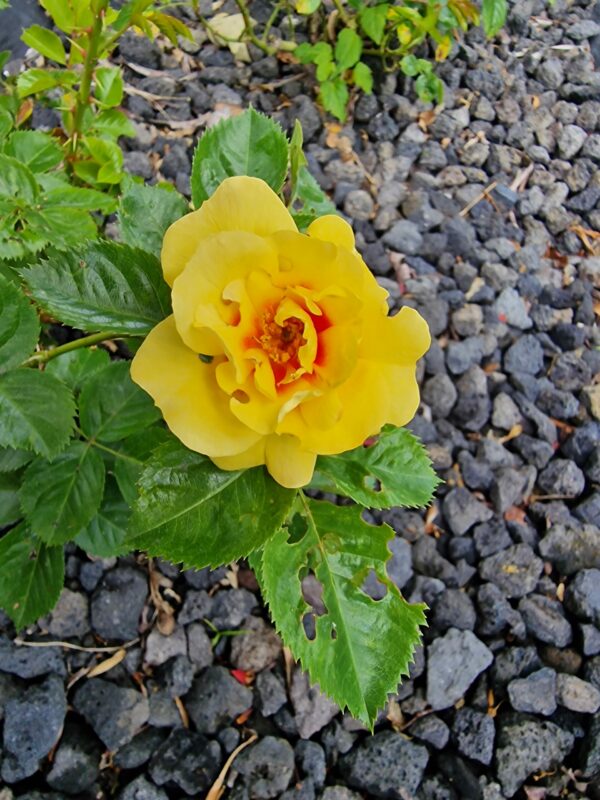 Orienta Aylin 72 – Bild 3