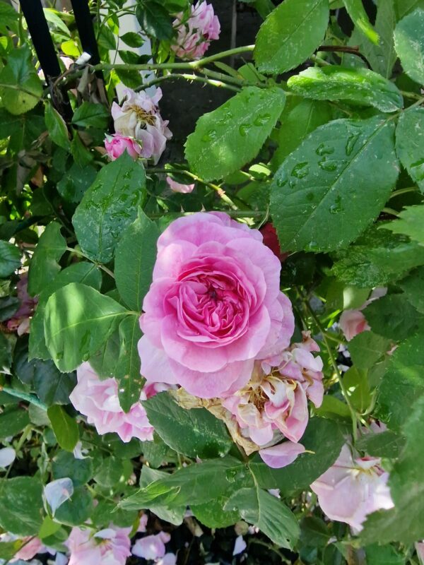 Getrude Jekyll 74 – Bild 2