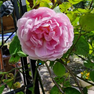 Constance Spry 81