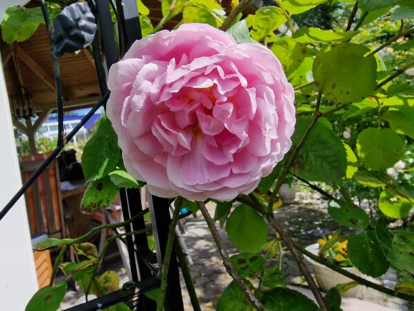 Constance Spry 81