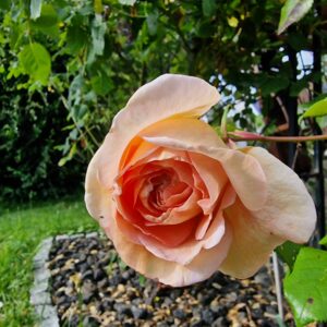Abraham Darby 84