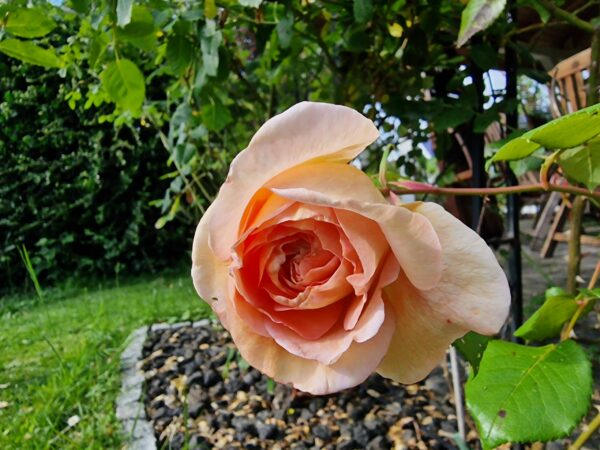 Abraham Darby 84