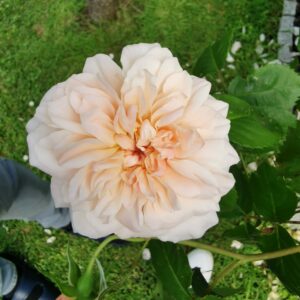 Rose de Tolbiac 85
