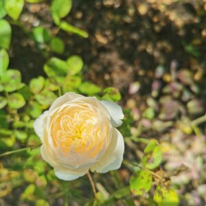 Englands Rose 92