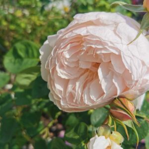 Gentle Hermione 94