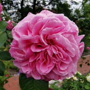 Gertrude Jekyll 31