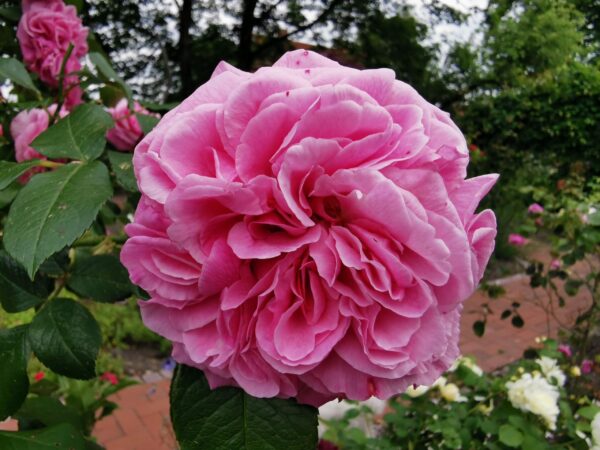 Gertrude Jekyll 31