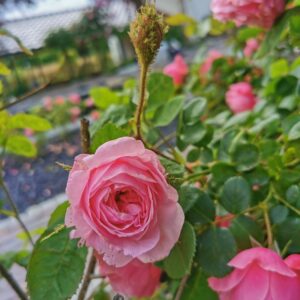 Rosa Muscosa 24