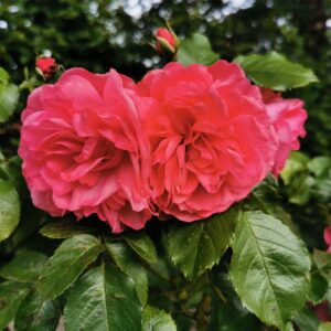 Rosarium Uettersen 05