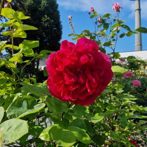 Sophy's Rose 54