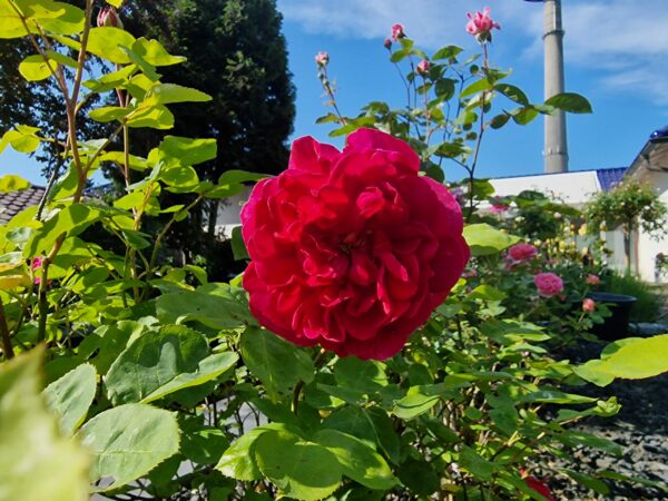Sophy's Rose 54
