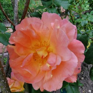 Westerland 23