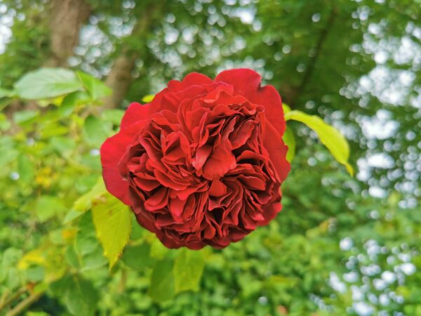William Shakespeare 01 – Bild 2