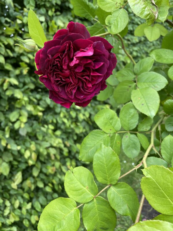 William Shakespeare 01 – Bild 3