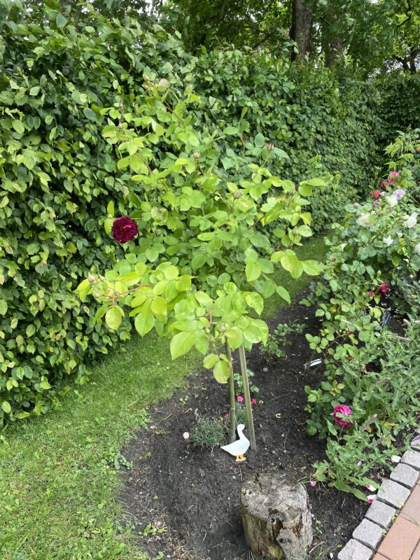 William Shakespeare 01 – Bild 4