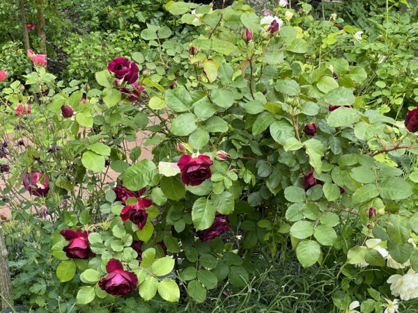 Munstead Wood 02 – Bild 2