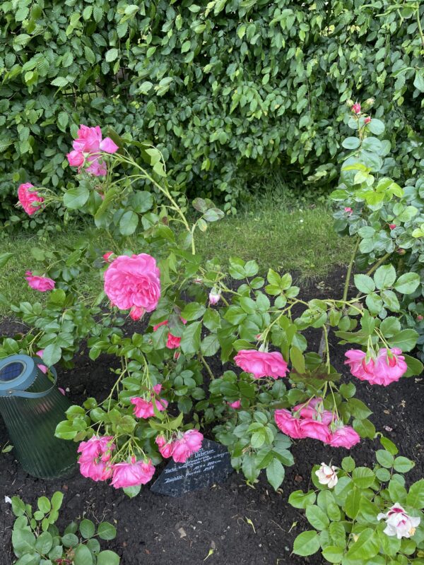 Rosarium Uettersen 05 – Bild 2