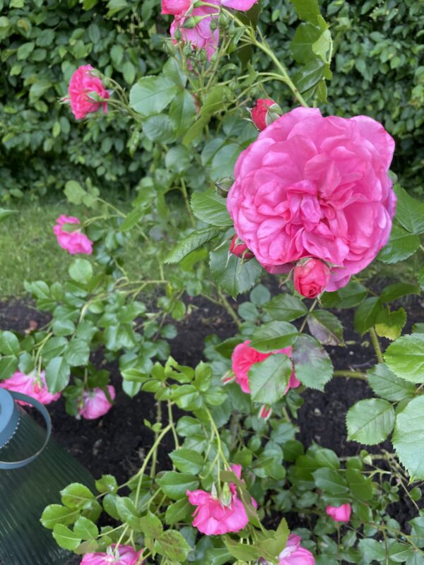Rosarium Uettersen 05 – Bild 3