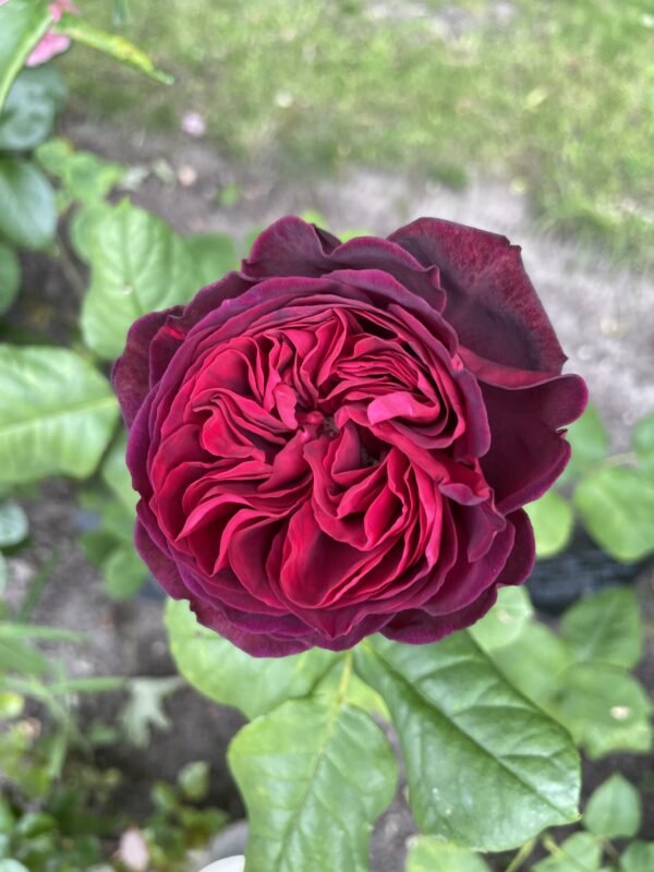 Astrid Gräfin von Hardenberg 08 – Bild 4