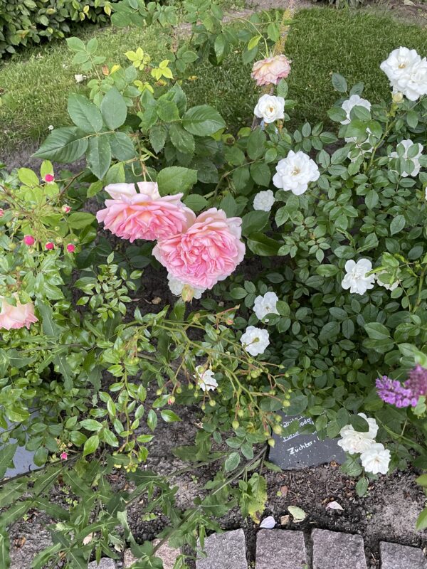 Janet  Pink 09 – Bild 2
