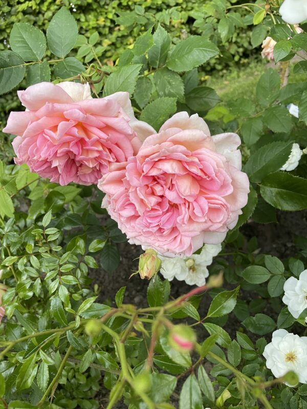 Janet  Pink 09 – Bild 3
