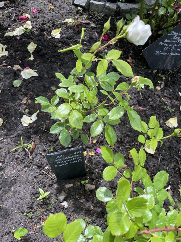 weiße Polyantha 108 – Bild 2
