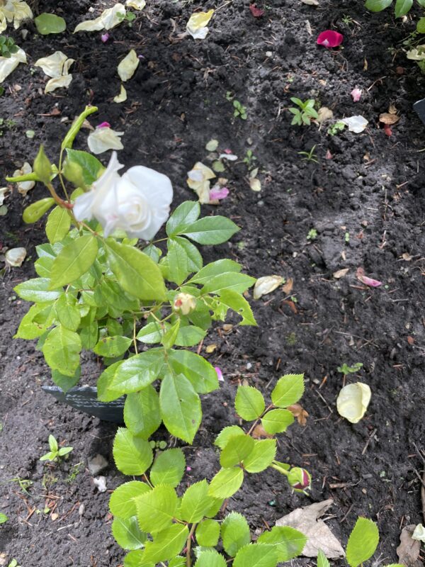 weiße Polyantha 108 – Bild 3