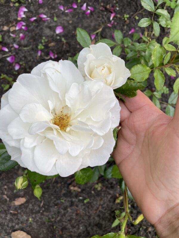 weiße Polyantha 109 – Bild 2