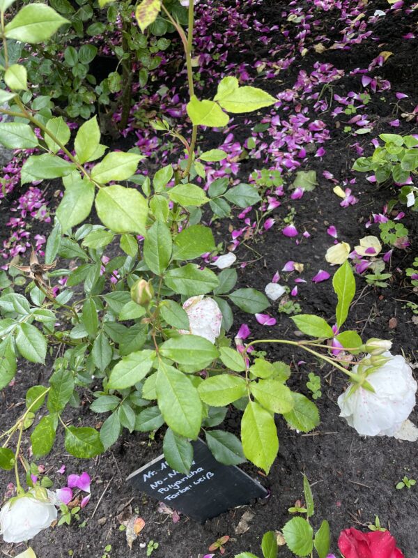 weiße Polyantha 109 – Bild 3