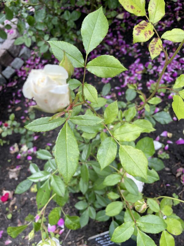 weiße Polyantha 109 – Bild 5