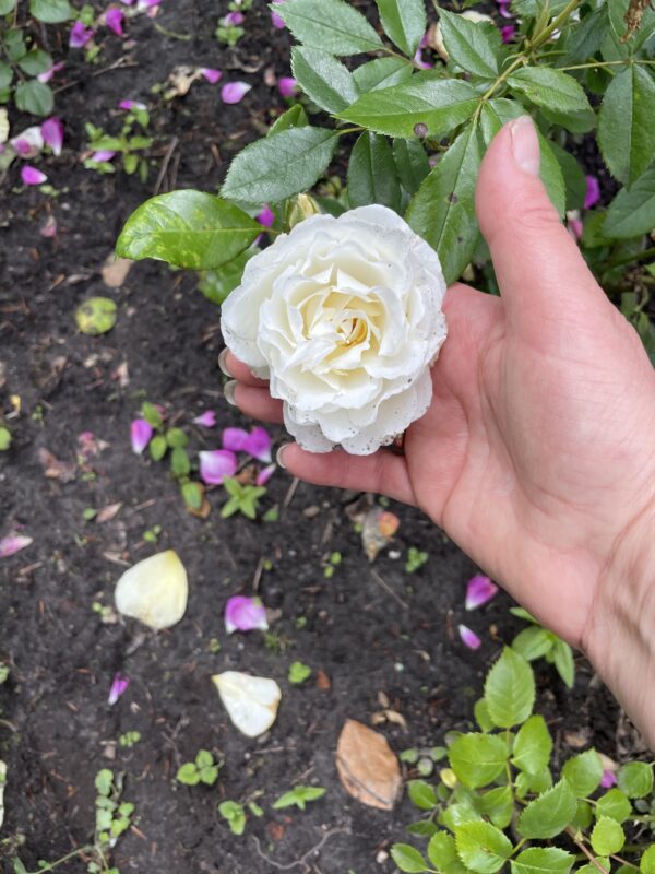 weiße Polyantha 109 – Bild 6