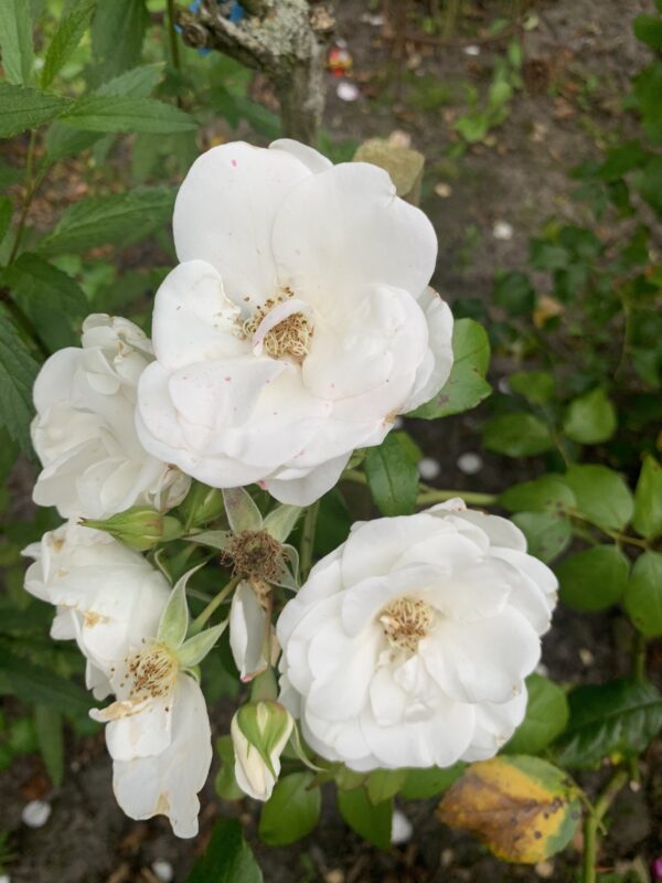 Castle Rose Prague 116 – Bild 2