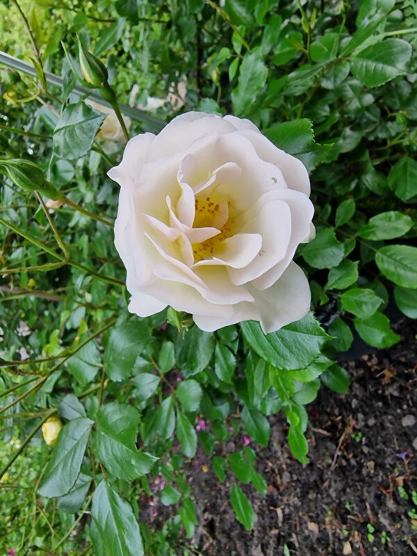 Karin Kaiser 120 – Bild 2