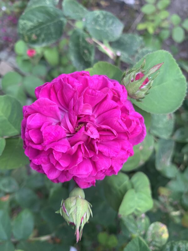 Rose de Resht 128 – Bild 2
