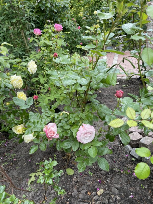 Rosenfazination 123 – Bild 2