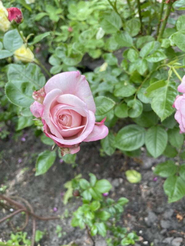 Rosenfazination 123 – Bild 3