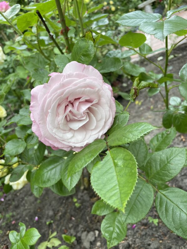 Rosenfazination 123 – Bild 4