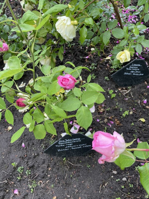 Mrs. John Laing 127 – Bild 2