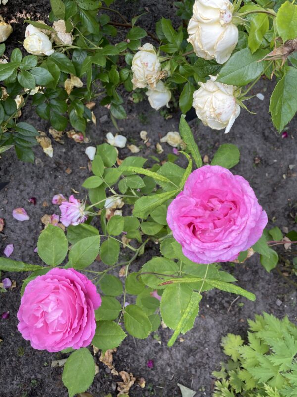 Mrs. John Laing 127 – Bild 4