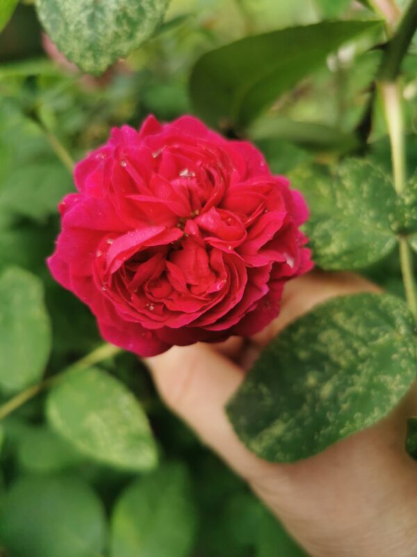 Rose de Resht 128