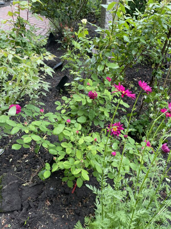 Rose de Resht 128 – Bild 4