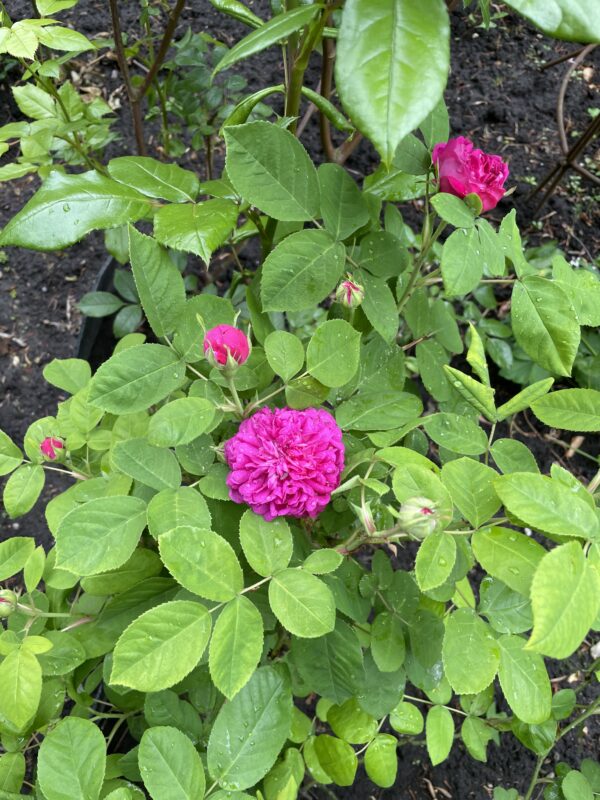 Rose de Resht 128 – Bild 5