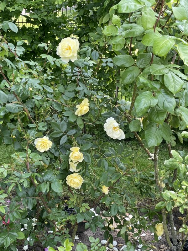 Sorbet 13 – Bild 3