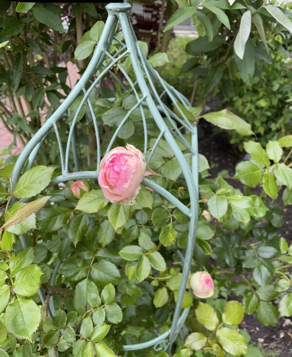 Eden Rose 139 – Bild 3
