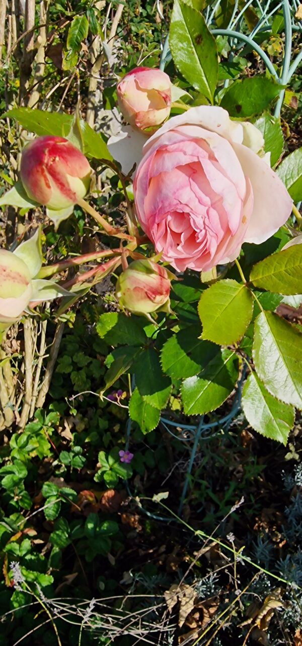 Eden Rose 139 – Bild 2